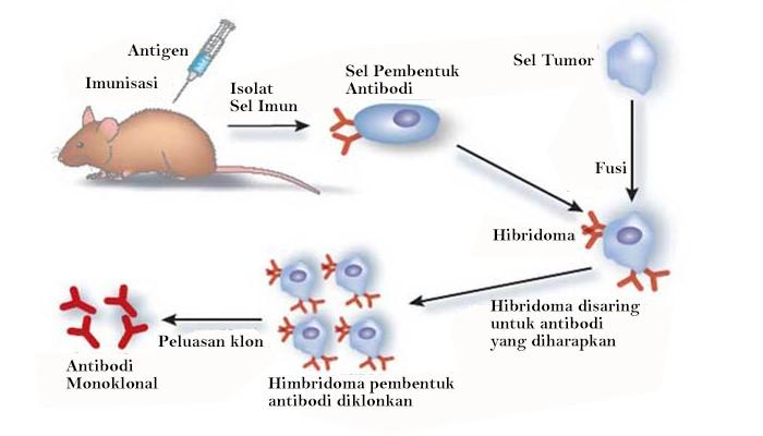 Detail Gambar Pembuatan Antibodi Monoklonal Nomer 11