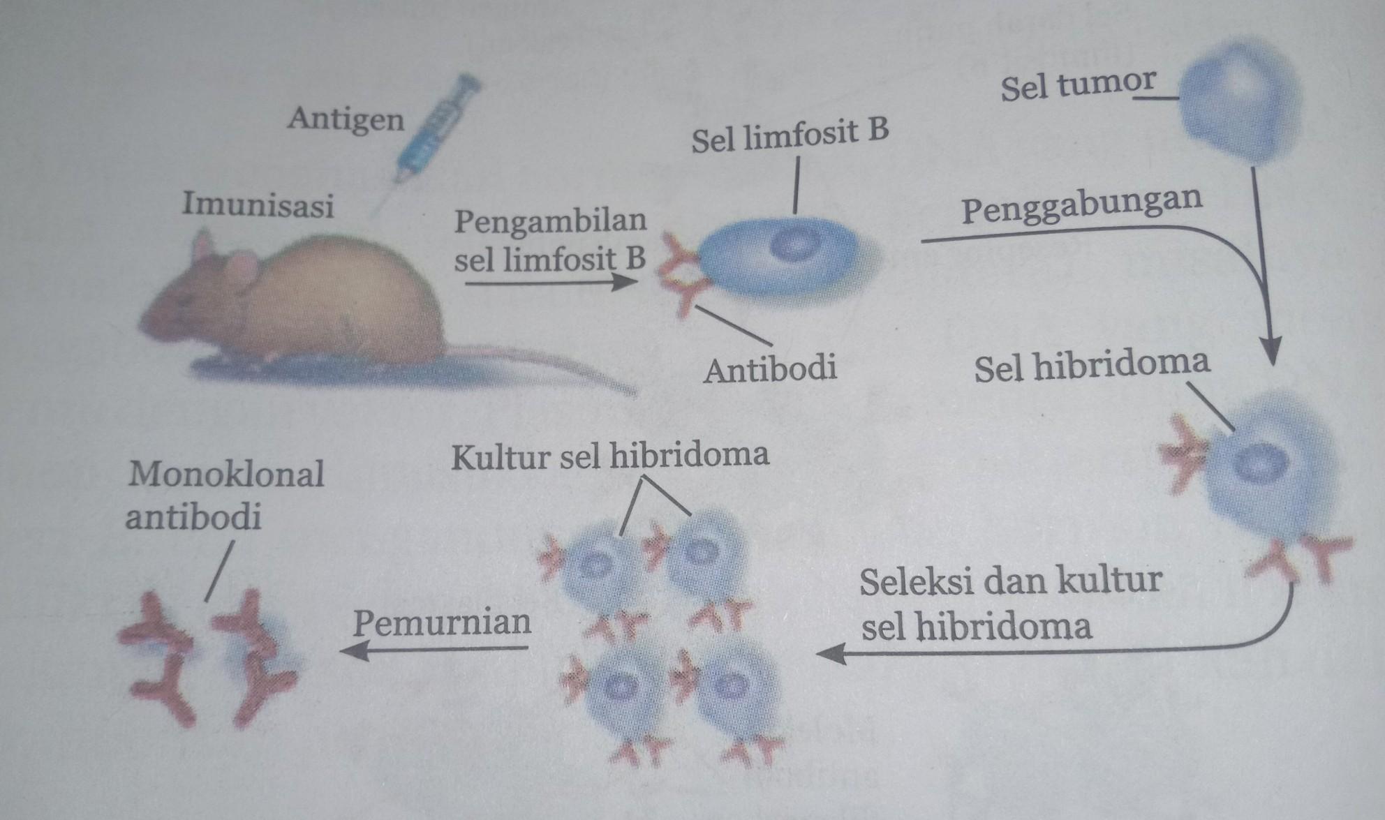 Detail Gambar Pembuatan Antibodi Monoklonal Nomer 14