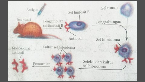Detail Gambar Pembuatan Antibodi Monoklonal Nomer 15