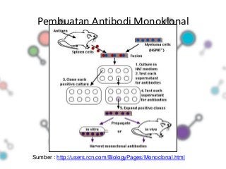 Detail Gambar Pembuatan Antibodi Monoklonal Nomer 16