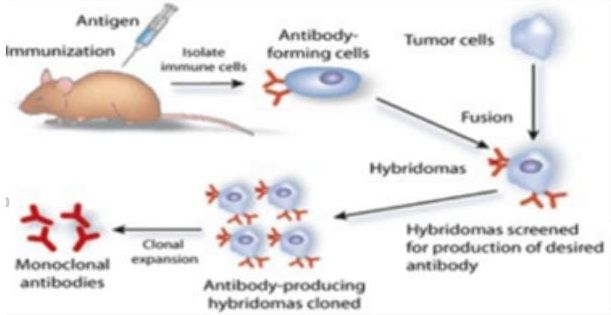 Detail Gambar Pembuatan Antibodi Monoklonal Nomer 17