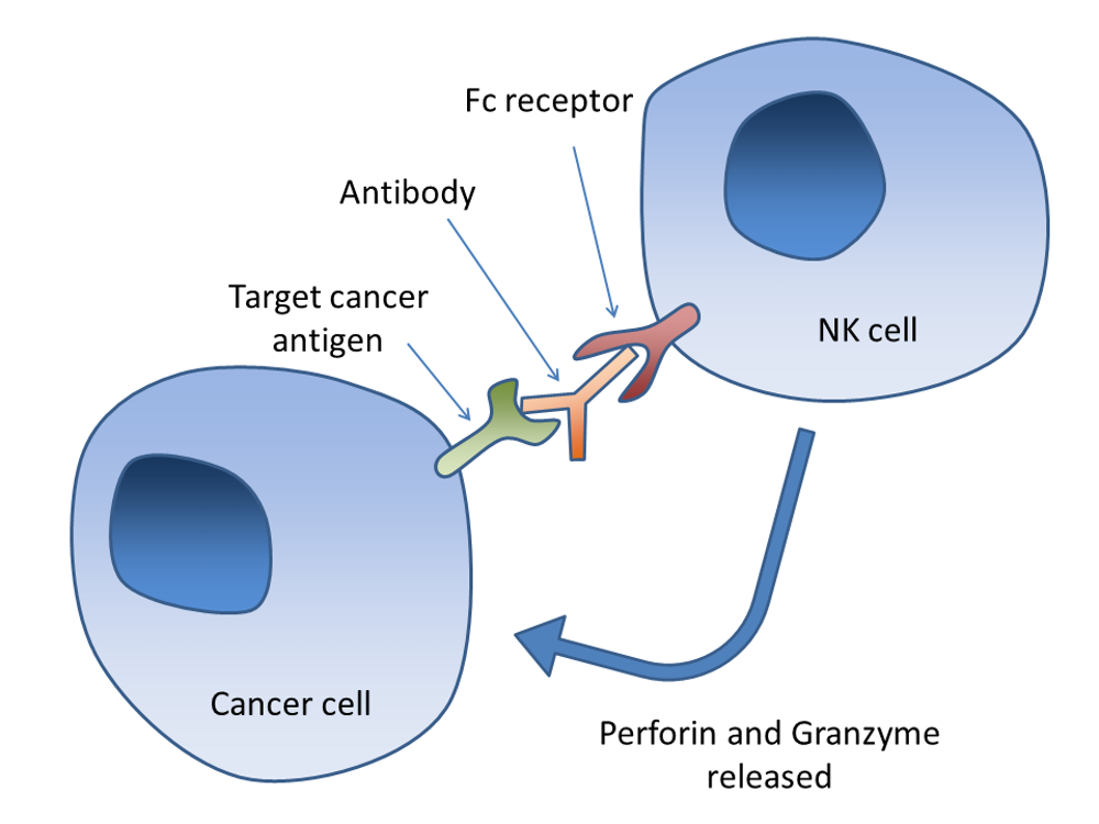 Detail Gambar Pembuatan Antibodi Monoklonal Nomer 2
