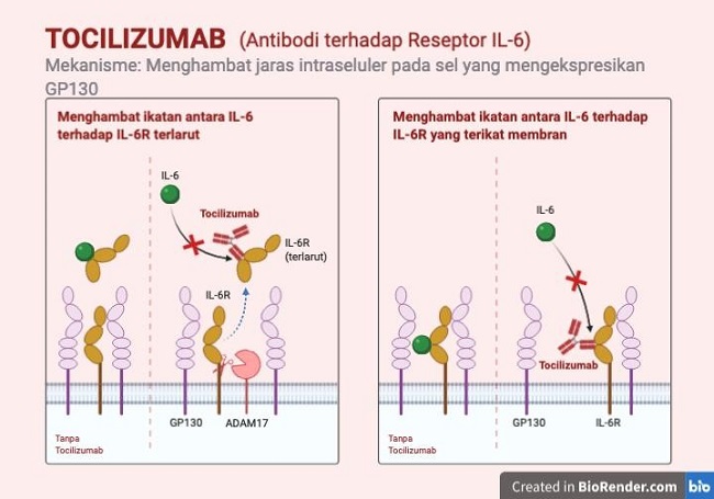 Detail Gambar Pembuatan Antibodi Monoklonal Nomer 20