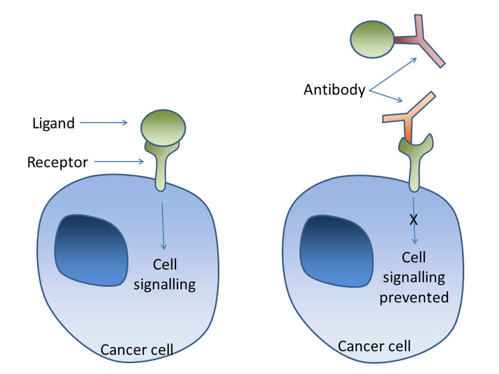 Detail Gambar Pembuatan Antibodi Monoklonal Nomer 21