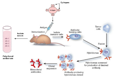 Detail Gambar Pembuatan Antibodi Monoklonal Nomer 22