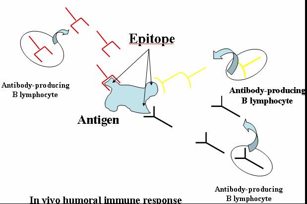Detail Gambar Pembuatan Antibodi Monoklonal Nomer 3