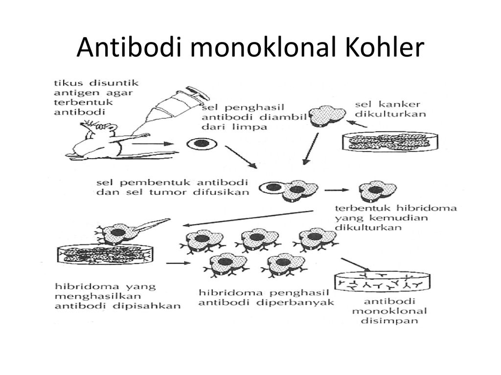 Detail Gambar Pembuatan Antibodi Monoklonal Nomer 24