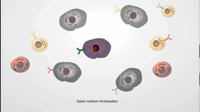 Detail Gambar Pembuatan Antibodi Monoklonal Nomer 31