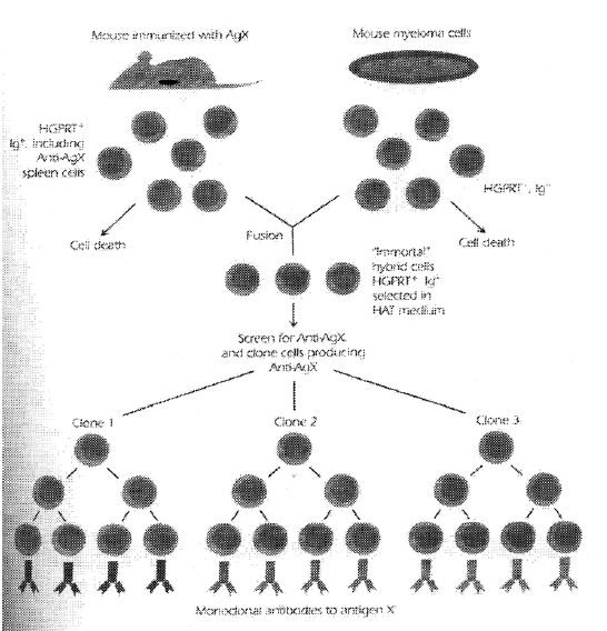 Detail Gambar Pembuatan Antibodi Monoklonal Nomer 4
