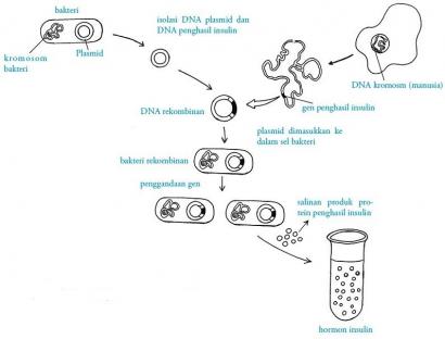 Detail Gambar Pembuatan Antibodi Monoklonal Nomer 35