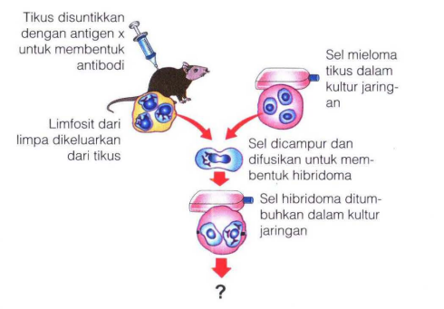 Detail Gambar Pembuatan Antibodi Monoklonal Nomer 38