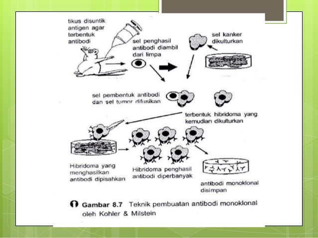 Detail Gambar Pembuatan Antibodi Monoklonal Nomer 40