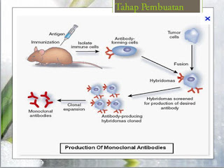 Detail Gambar Pembuatan Antibodi Monoklonal Nomer 7