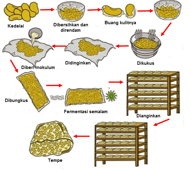 Detail Gambar Pembuatan Tempe Nomer 2