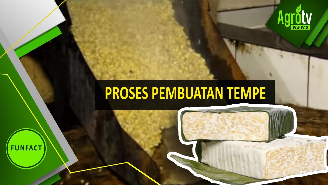 Detail Gambar Pembuatan Tempe Nomer 11