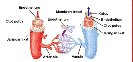 Detail Gambar Pembuluh Arteri Nomer 10