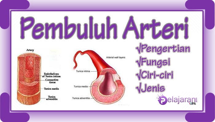 Detail Gambar Pembuluh Arteri Nomer 12