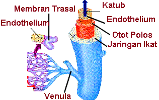 Detail Gambar Pembuluh Arteri Nomer 16