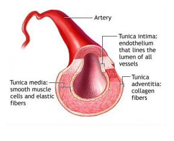 Detail Gambar Pembuluh Arteri Nomer 18