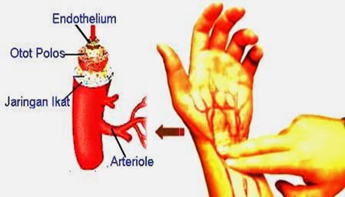 Detail Gambar Pembuluh Arteri Nomer 22