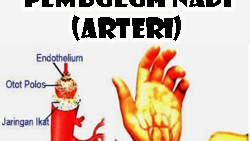 Detail Gambar Pembuluh Arteri Nomer 26