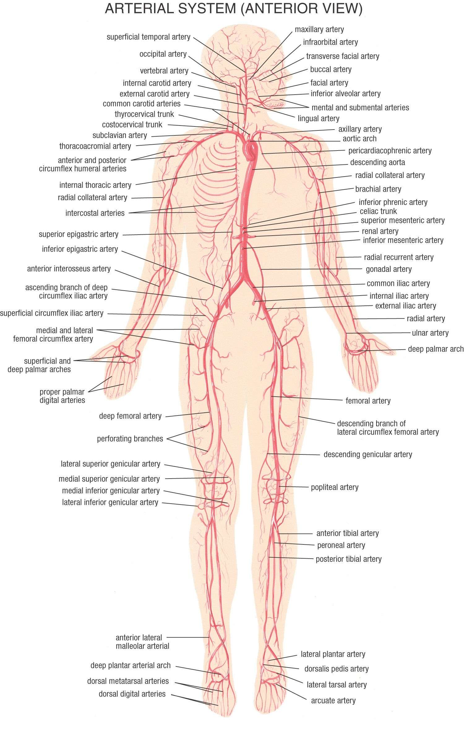 Detail Gambar Pembuluh Arteri Nomer 28