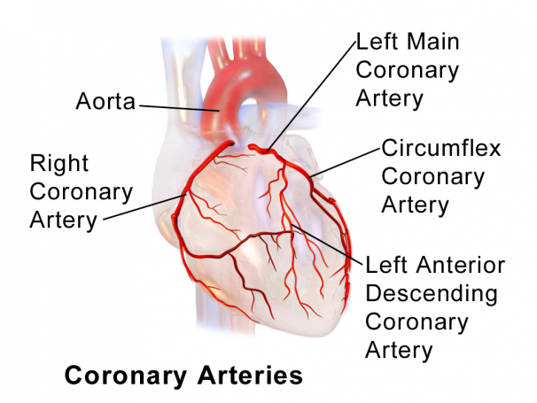 Detail Gambar Pembuluh Arteri Nomer 31