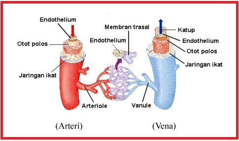 Detail Gambar Pembuluh Arteri Nomer 36