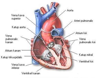 Detail Gambar Pembuluh Arteri Nomer 43