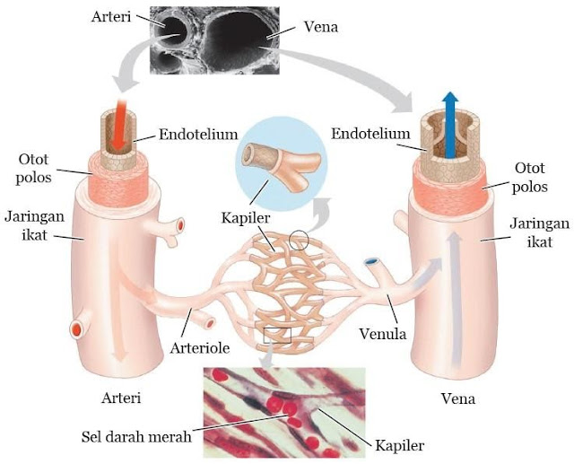 Detail Gambar Pembuluh Arteri Nomer 44