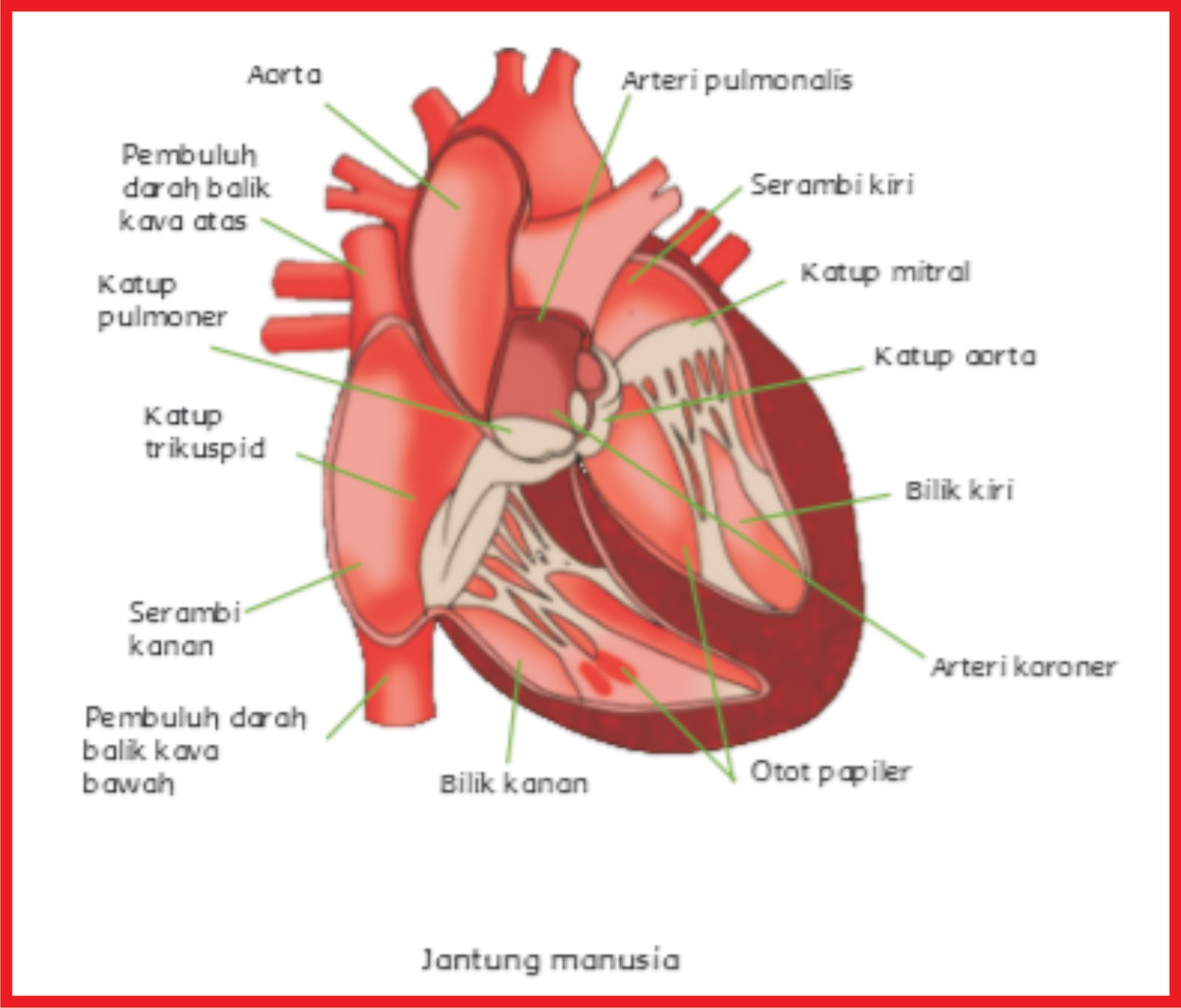 Detail Gambar Pembuluh Arteri Nomer 45