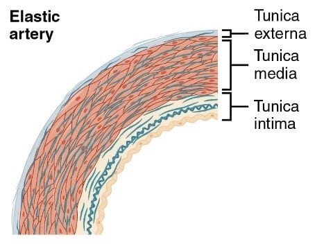 Detail Gambar Pembuluh Arteri Nomer 49