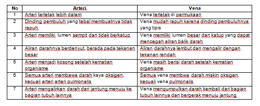 Detail Gambar Pembuluh Arteri Nomer 51