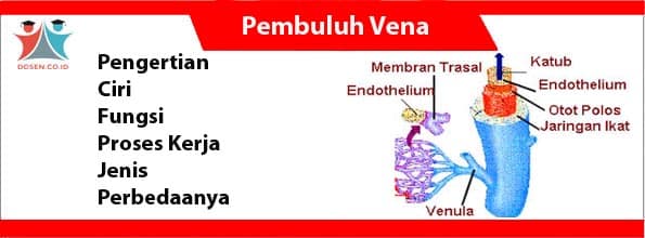 Detail Gambar Pembuluh Arteri Nomer 53