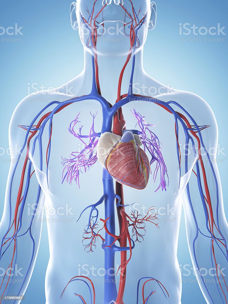 Detail Gambar Pembuluh Arteri Nomer 54
