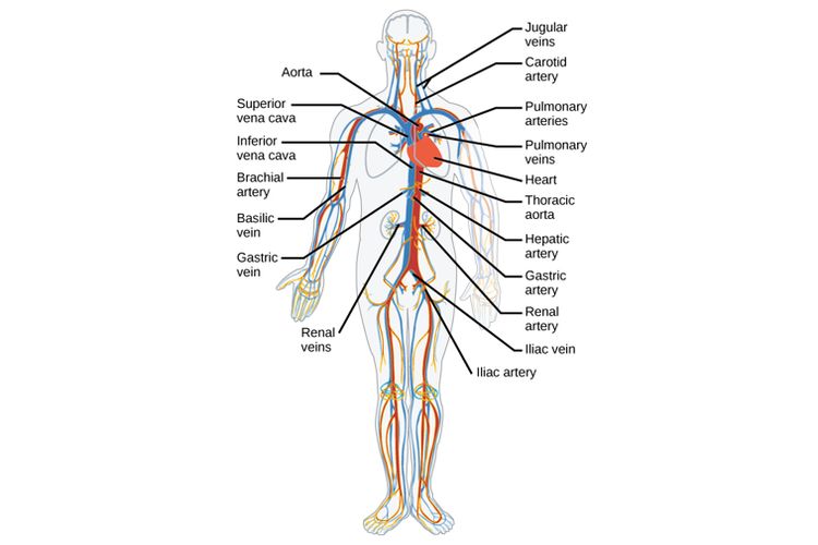 Detail Gambar Pembuluh Arteri Nomer 7