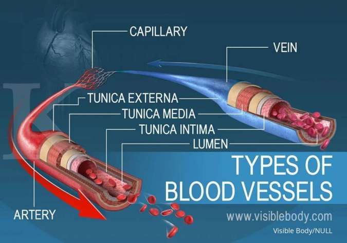 Detail Gambar Pembuluh Darah Nomer 44