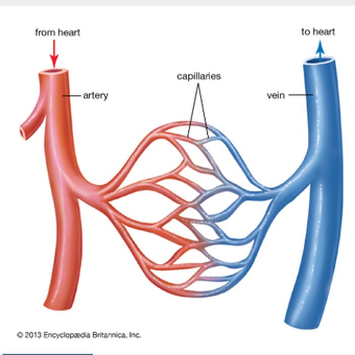 Gambar Pembuluh Darah Arteri - KibrisPDR