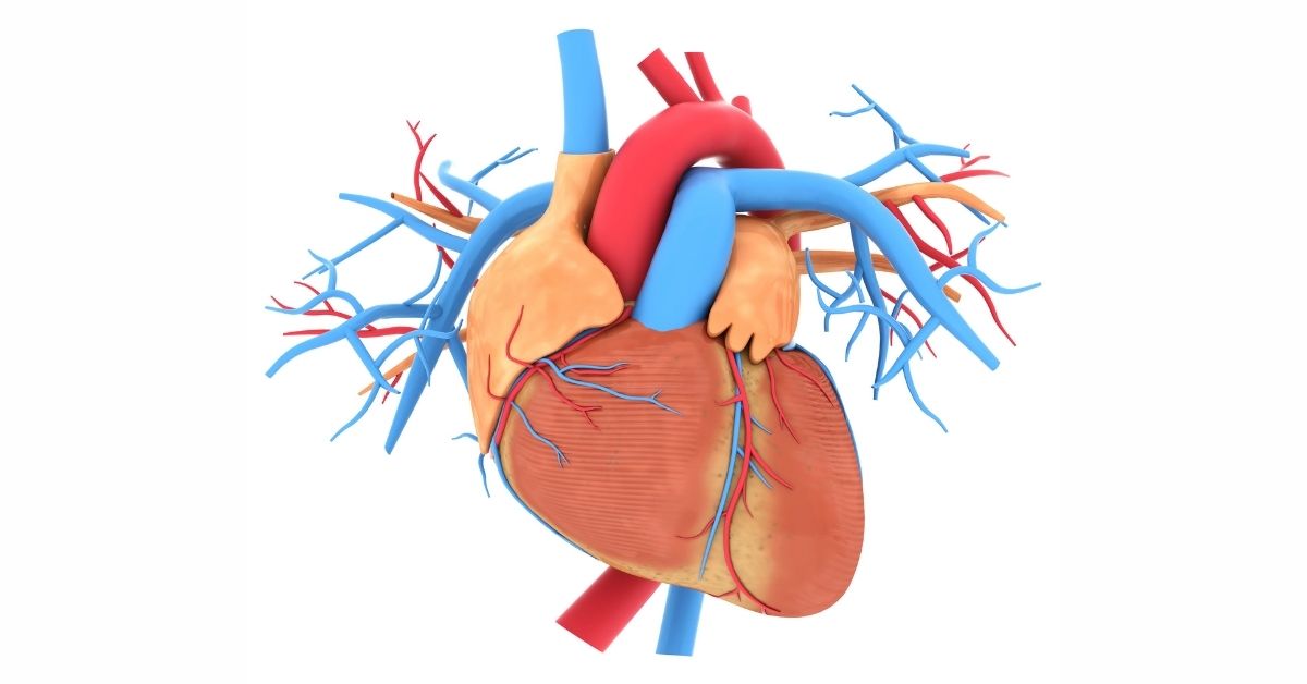 Detail Gambar Pembuluh Darah Jantung Nomer 15