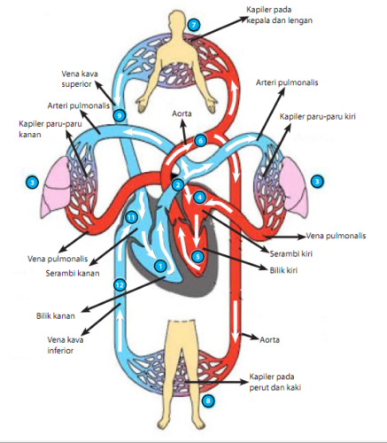 Detail Gambar Pembuluh Darah Jantung Nomer 19