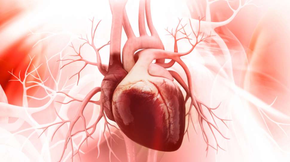 Detail Gambar Pembuluh Darah Jantung Nomer 24