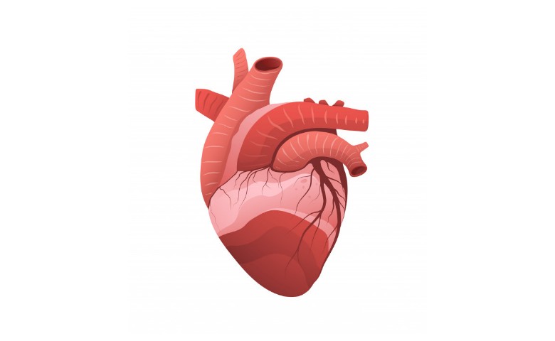 Detail Gambar Pembuluh Darah Jantung Nomer 26