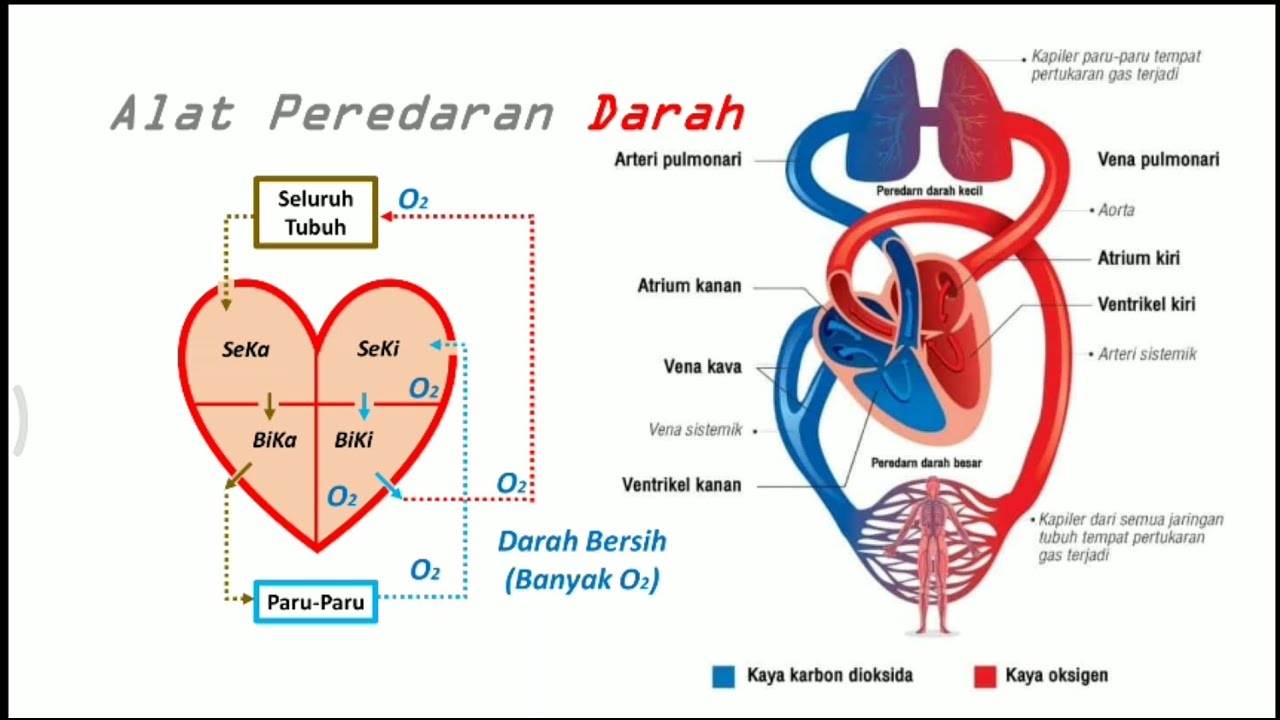 Detail Gambar Pembuluh Jantung Darah Nomer 17
