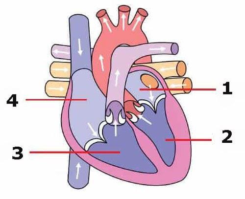 Detail Gambar Pembuluh Jantung Darah Nomer 22