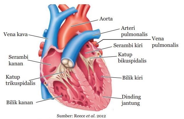 Detail Gambar Pembuluh Jantung Darah Nomer 23