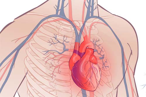 Detail Gambar Pembuluh Jantung Darah Nomer 5