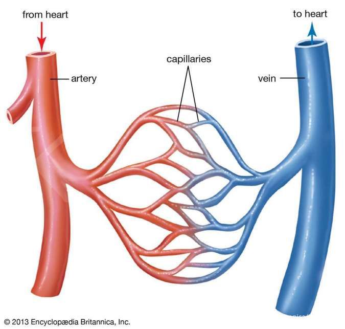Detail Gambar Pembuluh Jantung Darah Nomer 44