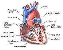 Detail Gambar Pembuluh Jantung Darah Nomer 7