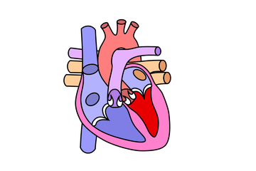 Detail Gambar Pembuluh Jantung Darah Nomer 8