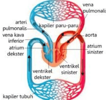 Detail Gambar Pembuluh Kapiler Nomer 2